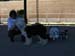 05_CLASSE BABY FEMELLE 1