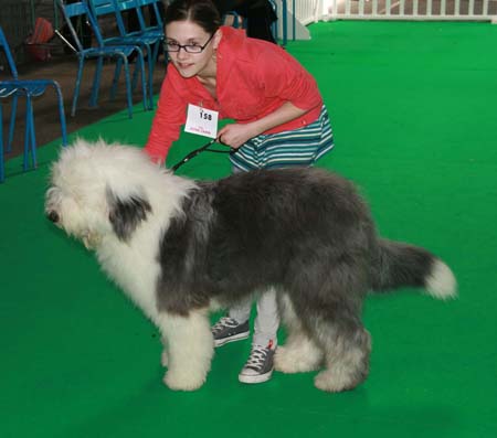 CLASSE PUPPY FEMELLE