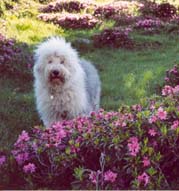 Eglantine Of mary people
